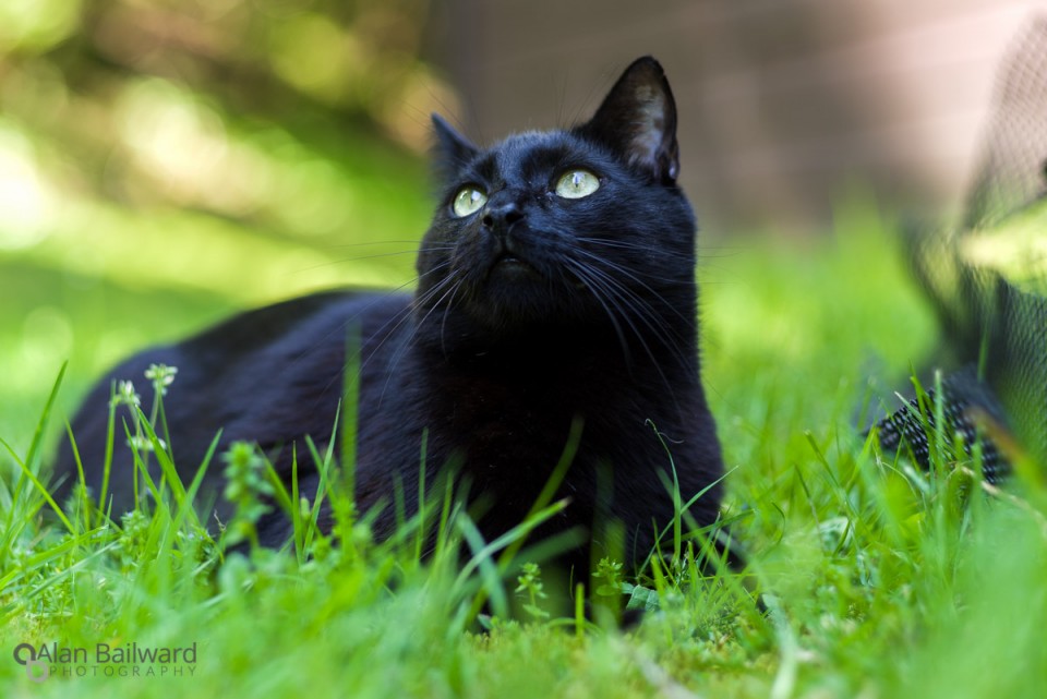 Best cat ever!