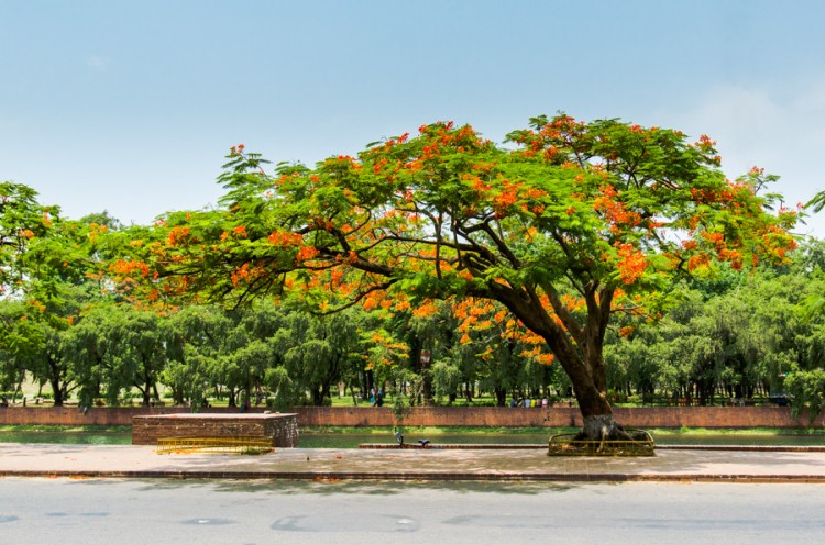 Dhaka Tree