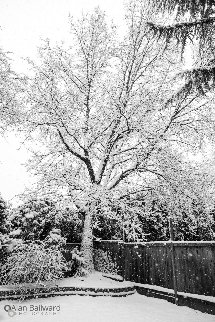 Merry Christmas – Snow Day